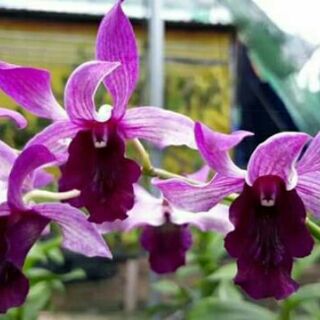 Lan denro lưỡi bò tím sắp hoa