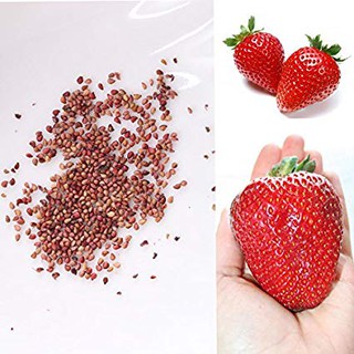 Hạt giống dâu tây đỏ chịu nhiệt gói 300 hạt dễ trồng quả to siêu năng suất - ảnh sản phẩm 2