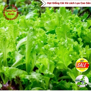 Hạt Giống Cải Xà Lách Lụa Cao Sản