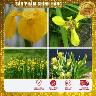 Hạt giống hoa Diên vĩ Vàng (Iris Vàng )