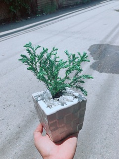 Chậu Tùng Tuyết