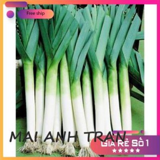 [MA] Hạt Giống Hành Baro/ Tỏi Tây (300 Hạt) - [MUA 3 TẶNG 1 CÙNG LOẠI] - Năng Suất , Thơm Ngon (phamlam_tiko)
