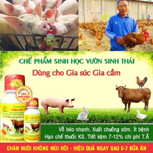 Chế phẩm sinh học Vườn Sinh Thái cho Gia súc, Gia cầm - Chăn nuôi không mùi hôi