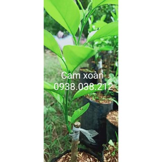 CÂY GIỐNG CAM XOÀN