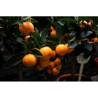 Cây  quýt  đường tặng Phân  và kích rễ