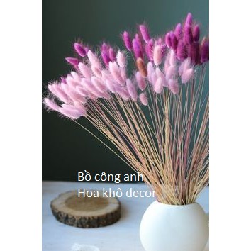 ❤Hoa cỏ đuôi thỏ (bunny tails)❤_ Decor trang trí nhà cửa_Cắm hoa phong cách vintage