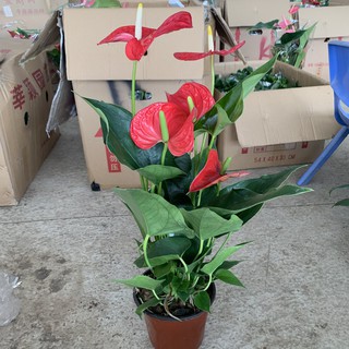 [Cây Để Bàn] Cây hồng môn đỏ cao 30cm, cây nhiều nhánh và hoa nở to quanh năm, thích hợp để bàn và trang trí nội thất