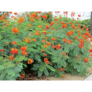HẠT GIỐNG ĐIỆP TA - 5 Hạt/ gói