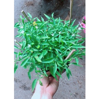 Bụi ớt hiểm