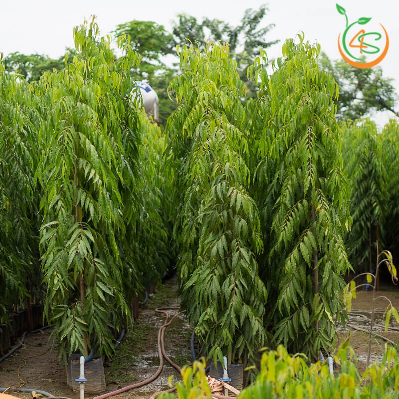 Cây giống Hoàng Nam