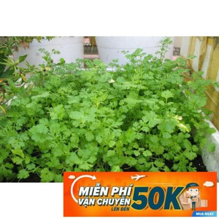 20g Hạt giống Ngò Rí