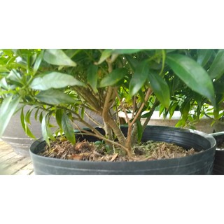 Cây Mai Vạn Phúc