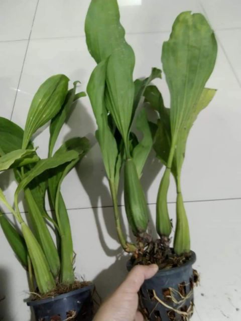 Lan Thanh đạm in đô  - Hoa thơm