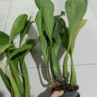 Lan Thanh đạm in đô  - Hoa thơm