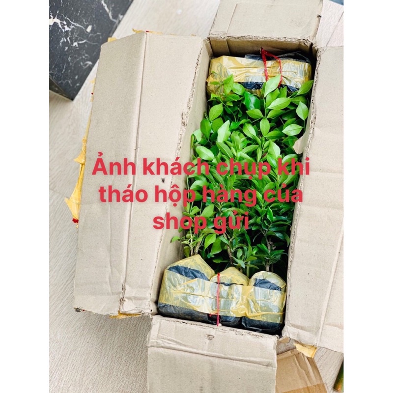 Bầu 2-3 Cây Mai Vạn Phúc (ảnh Thật) Boiboi.Organic, Cây Trong Bầu Đất, Rễ Khỏe