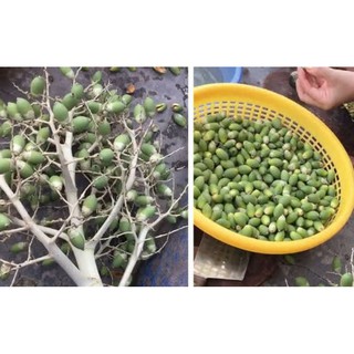Mứt cau kiểng