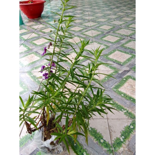 Bụi cây giống hoa violet giống cũ. hoa rất thơm có bầu đất.