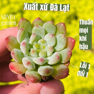 Sen đá hoàng hôn sonda garden size mini 2.5-4cm, cây cảnh trang trí nhà cửa, lỗi 1 đổi 1