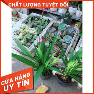 Cây Địa lan, lan đất hay lan chu đinh