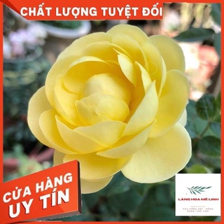 Hoa hồng Yellow Ambridge [🌼🌼🌼SIÊU ĐẸP🌼🌼🌼] - Giống cây của Nhật, màu vàng nhạt tươi, hương thơm rất mạnh,và mạnh hoàn hảo