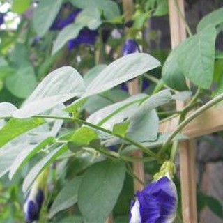 10h Hạt Giống Hoa Đậu Biếc Kép