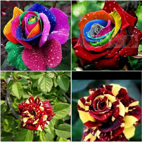 Hạt giống hoa hồng nhiều màu ( hoa hồng cầu vòng ) - Gói 20 hạt-ÁE