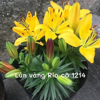 HOA LY THƠM. Combo 3 Củ Giống Hoa Ly Thân lùn  Thơm Hoa Kép Màu vàng Ecuado - Cho Hoa Vụ Tết