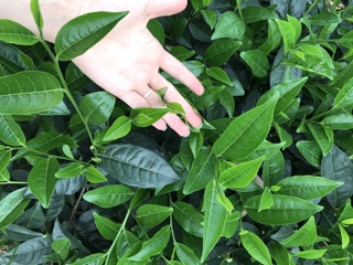 Chè Thái Nguyên (chè ta)