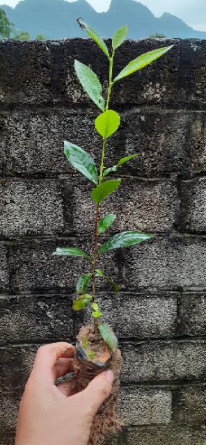 Cây chè xanh thái nguyên xanh tươi tốt