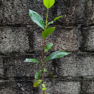 Cây chè xanh thái nguyên