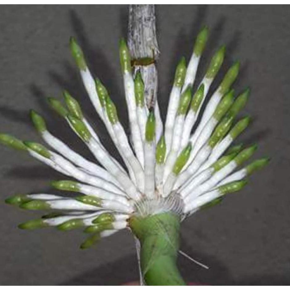 Phân Bón Lá Cao Cấp Siêu Ra Rễ Terra Sorb 4 Root - Chai 100ml