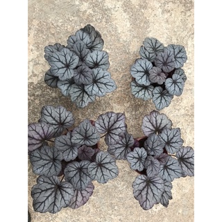 Cây hoa chuông san hô ( Heuchera)
