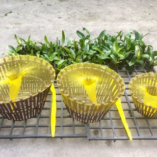 Túi lót chậu