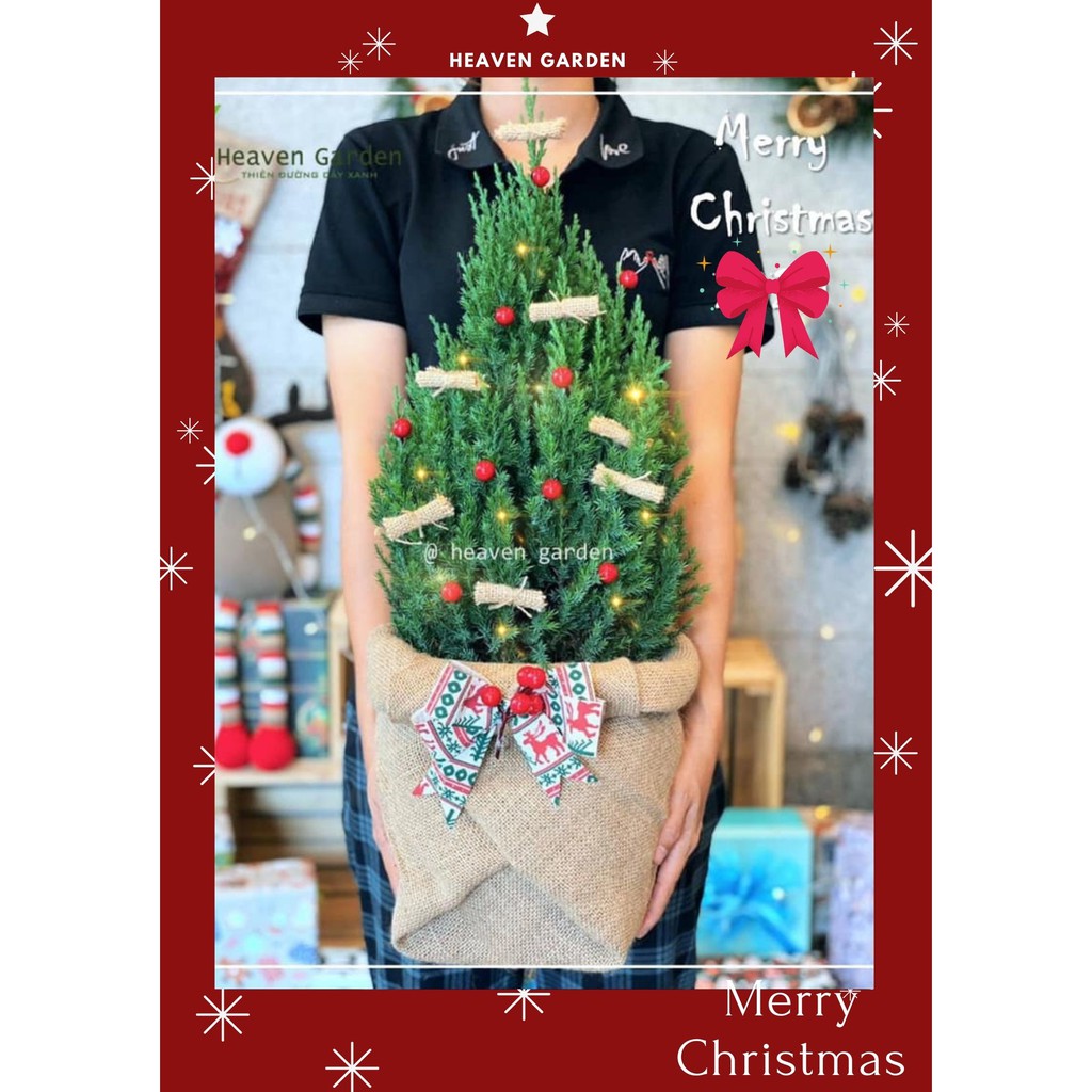 Cây sơn tùng trang trí noel