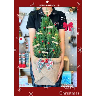 [HOẢ TỐC] Cây sơn tùng trang trí noel (cây thông thật giáng sinh mini)