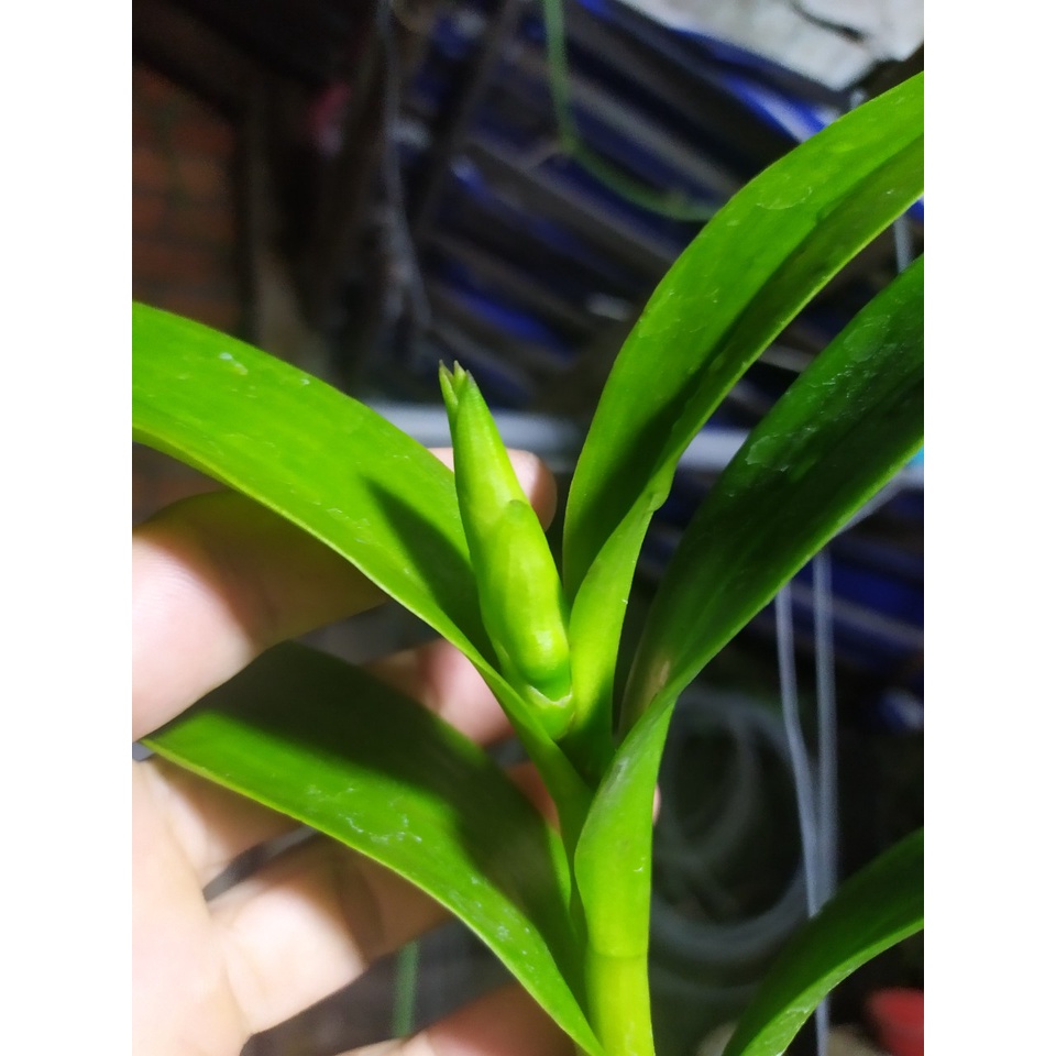 Chế Phẩm Kích Hoa NND 10ml