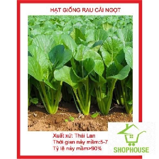 shophouse Hạt giống rau cải ngọt 20 gram hạt  SHOP HOUSE  TẾT KHUYẾN MẠI