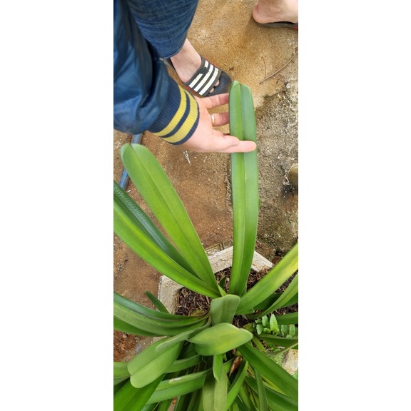 Tép kiếm rừng tiên vũ bản lá to 6 cm rất đẹp rẻ