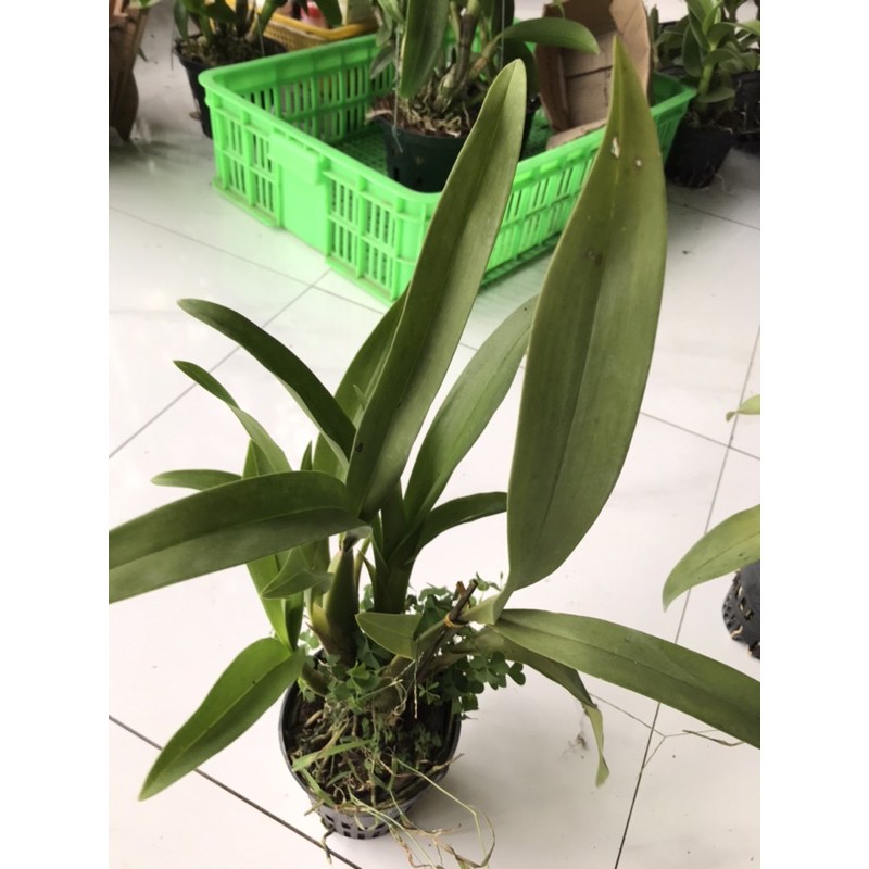 Hoa lan vũ nữ sưu tầm