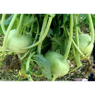 2gr - HẠT GIỐNG SU HÀO XANH