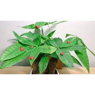 5 Bọ Cánh Cam