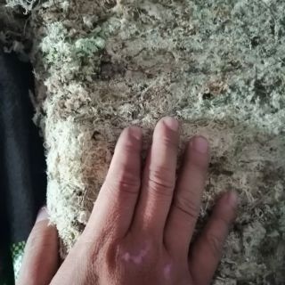 1kg dớn mềm trồng lan