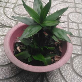 Phát tài búp sen