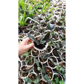 Hoa phong lan hài hồng