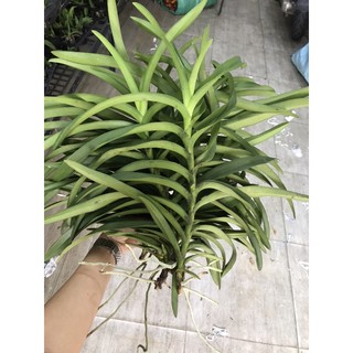 Lan Mokara Nhiều Màu Siêng Hoa