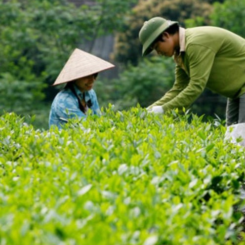 [500g]-Chè Tấm,Cám pha Quán trà đá vỉa hè, cafe, coffee xanh sạch ngon chất lượng/ Loại 1