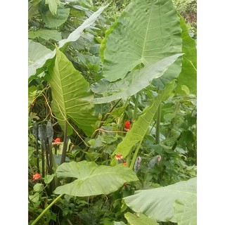 10 cây ráy đẹp
