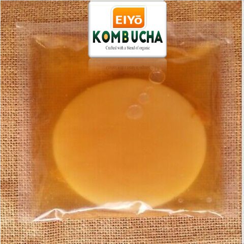 Combo SCOBY 5 món cho người mới (Giống SCOBY + Trà Đen + Đường Mía + Giấy PH + Nước mồi) chuẩn Organic làm trà Kombucha