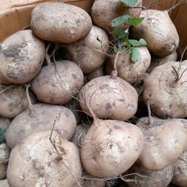 Gói 40 hạt giống củ đậu