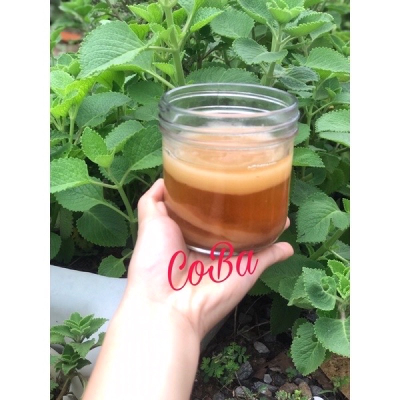 1 scoby làm trà kombucha( tặng kèm 180ml nước mồi)